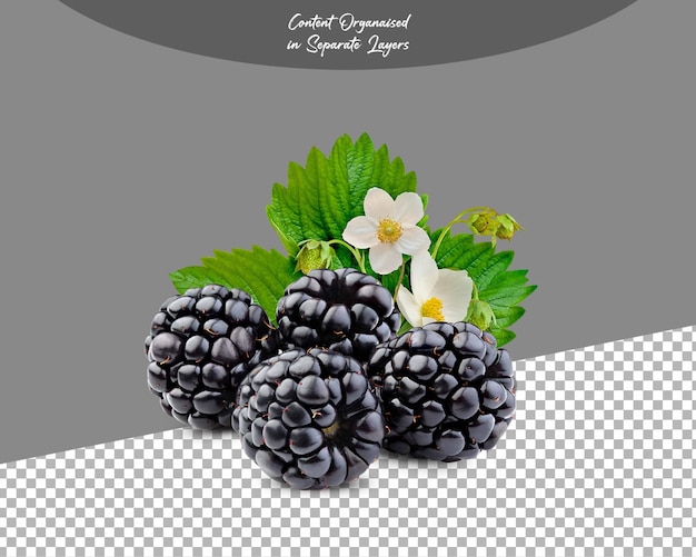 Frutas de morera con hojas aisladas en fondo transparente