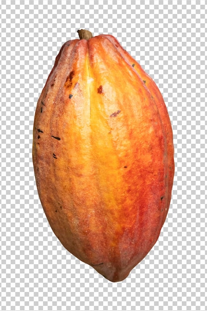 Fruto de cacao rojo theobroma cacao aislado en fondo transparente png