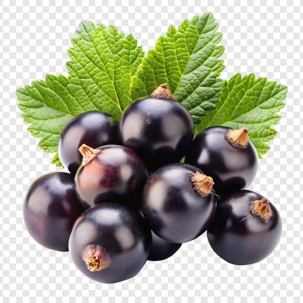Fruto de grosella negra aislado sobre un fondo transparente