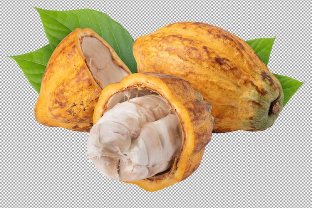 Frutos de cacao maduros aislados en un fondo transparente