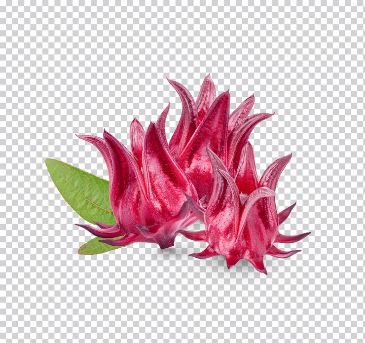 PSD frutos frescos roselle aislados