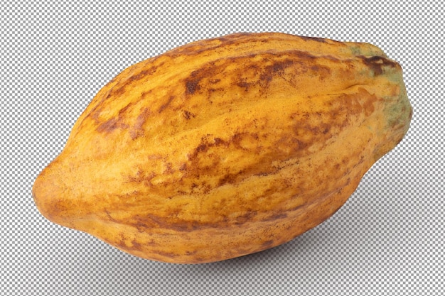 Frutos maduros de cacao aislado sobre fondo blanco.