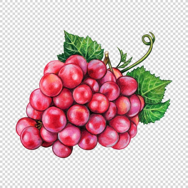 Frutto d'uva disegnato a mano ad acquerello
