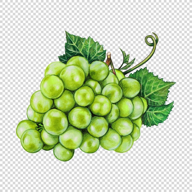 Frutto d'uva disegnato a mano ad acquerello