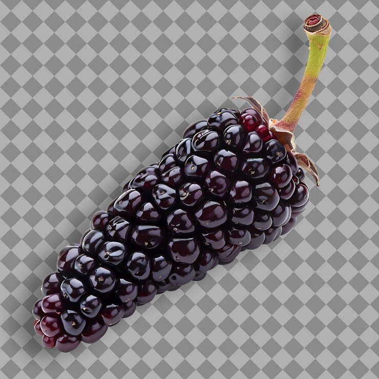 PSD frutto di mirtillo di forma piccola e allungata e frutto isolato di colore viola intenso su uno sfondo pulito
