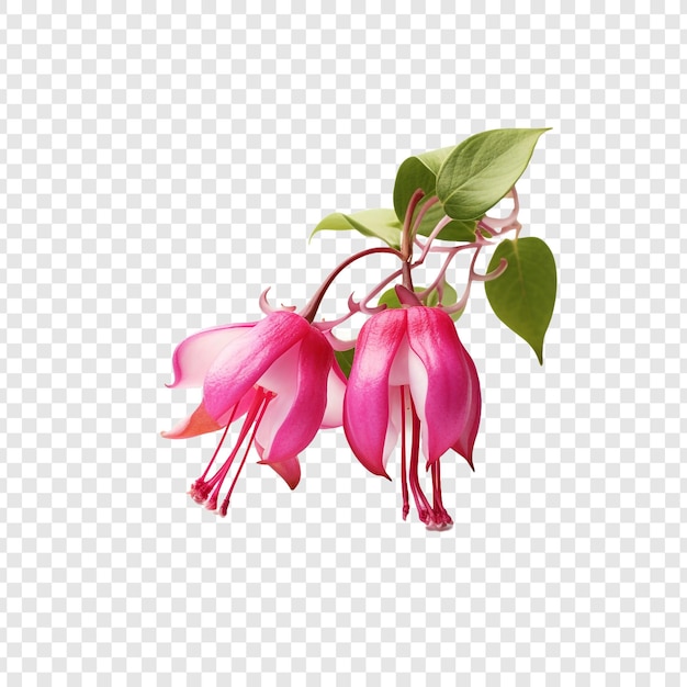 PSD fuchsia-blume png isoliert auf transparentem hintergrund