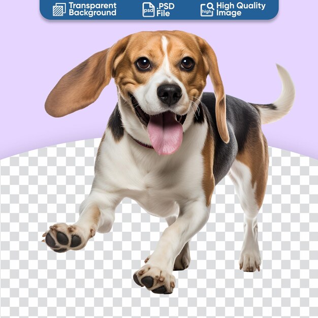 PSD full body of a beagle dog running and playing in joy