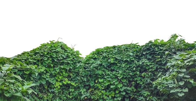 fundo de grama verde plantas verdes em uma encosta sem árvores Lush Green Foliage Wall