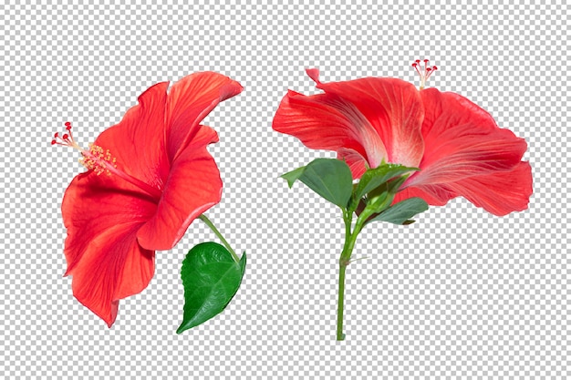 PSD fundo de transparência de flor de hibisco vermelho. objeto floral tropical.