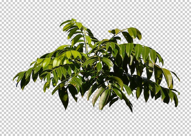 Fundo de transparência isolado arbusto verde.