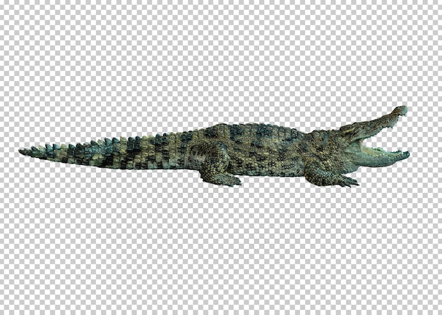 Fundo de transparência isolado de crocodilo