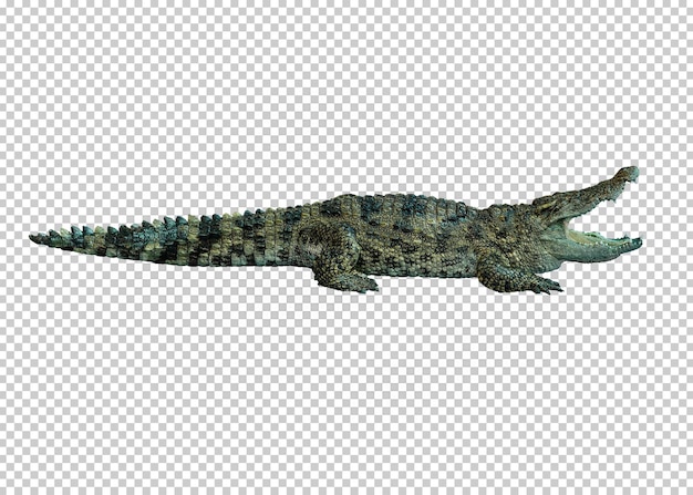 PSD fundo de transparência isolado de crocodilo