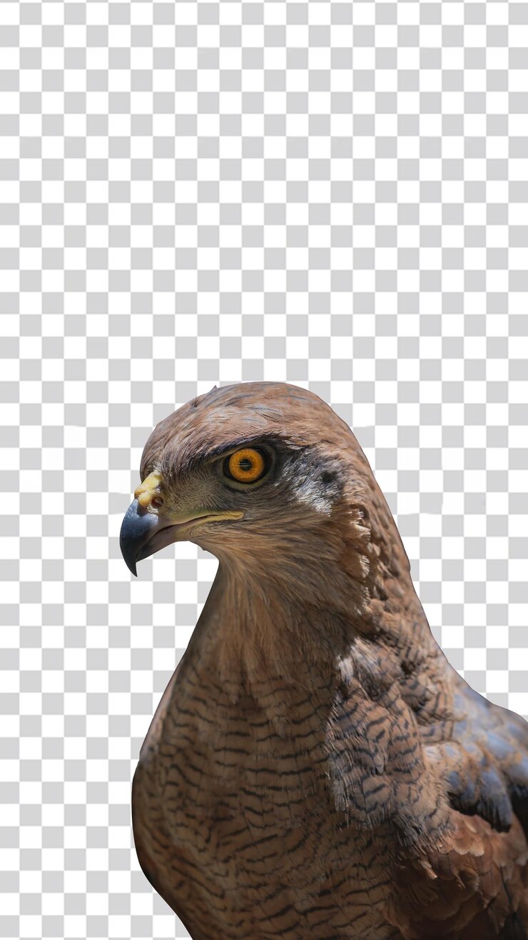PSD fundo lindo pombo pássaro