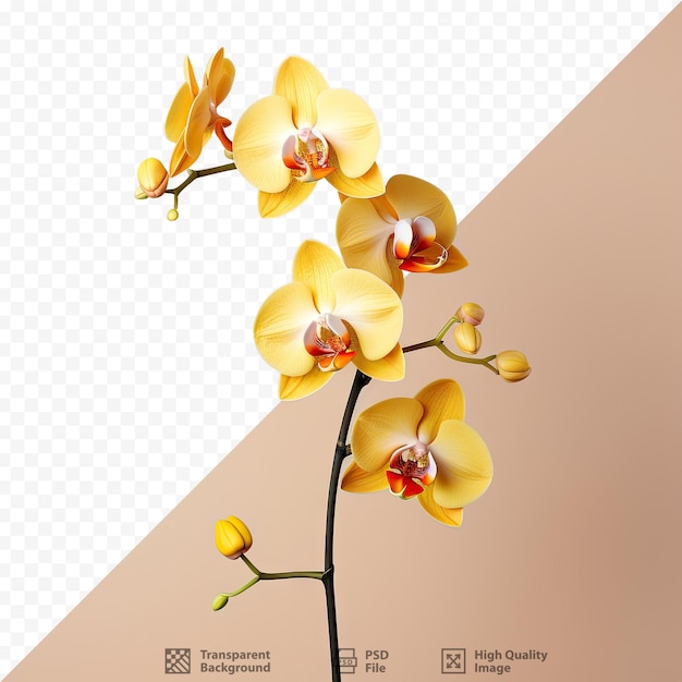 Fundo transparente claro com uma orquídea amarela