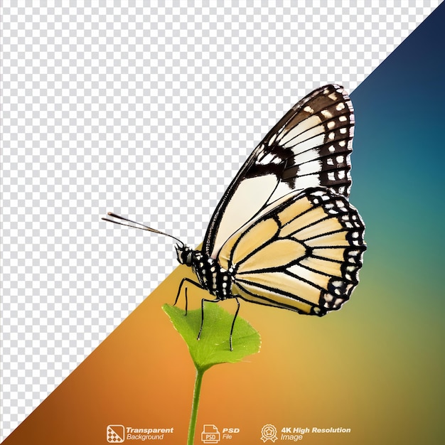 PSD fundo transparente com borboleta solitária isolada.