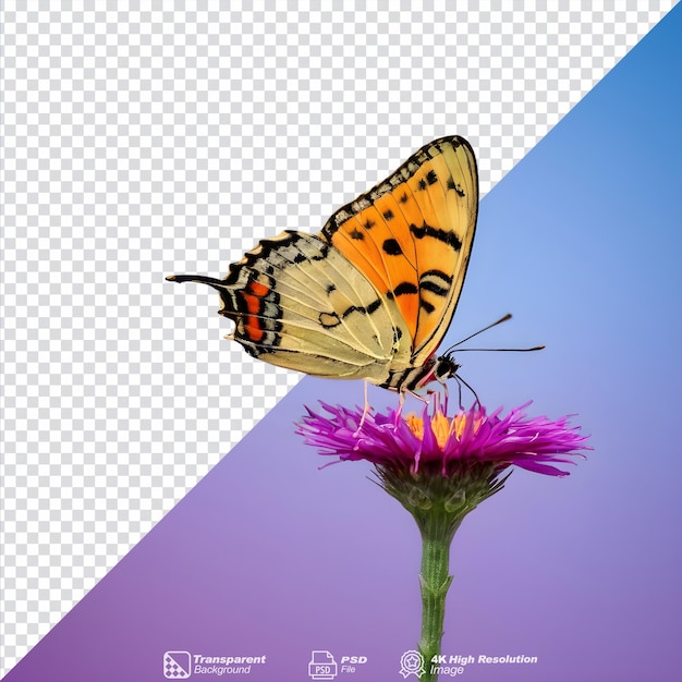 PSD fundo transparente com borboleta solitária isolada.