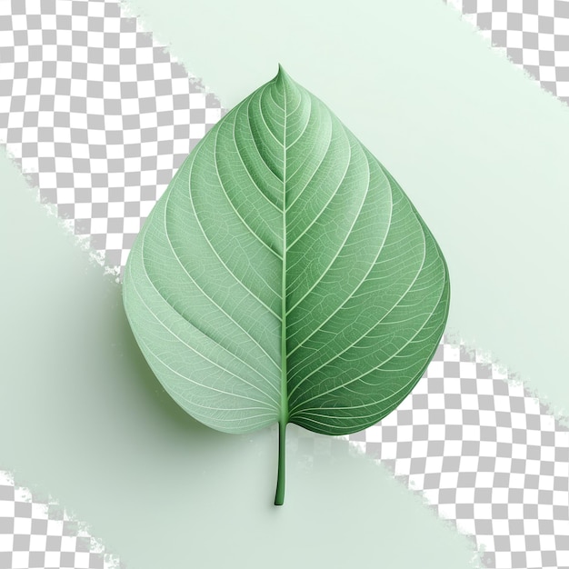 PSD fundo transparente com uma única folha verde