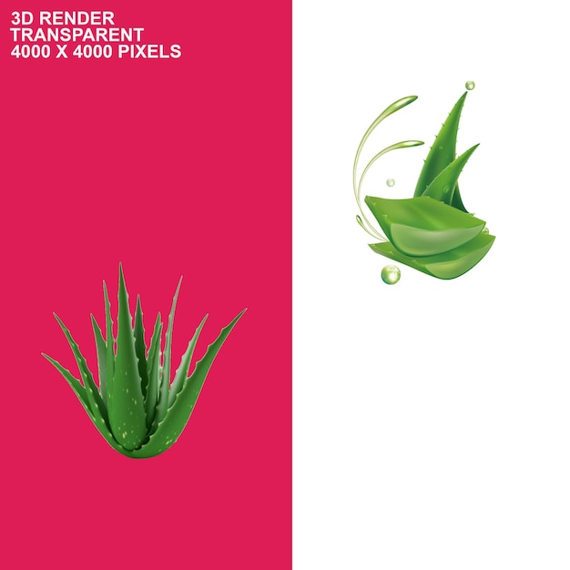 Fundo transparente de aloe vera