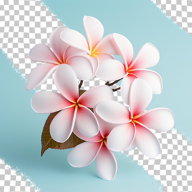 PSD fundo transparente de flor de plumeria isolada