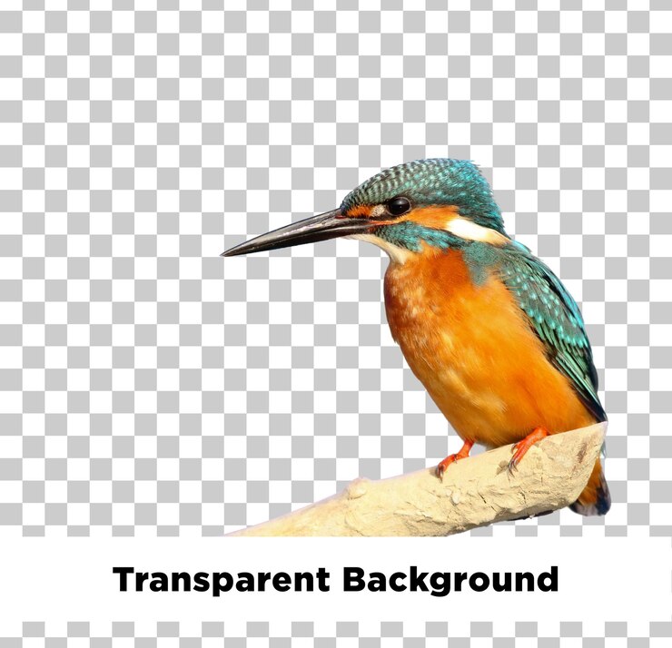 PSD fundo transparente de peixe-rei