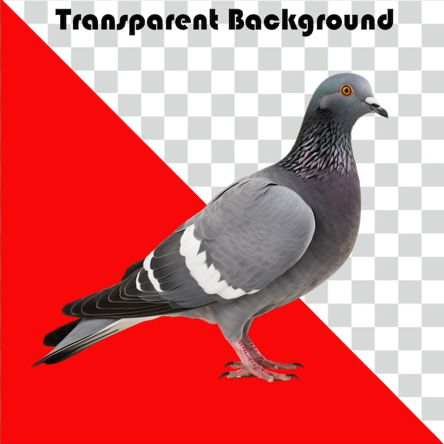 Fundo transparente de pombo PSD