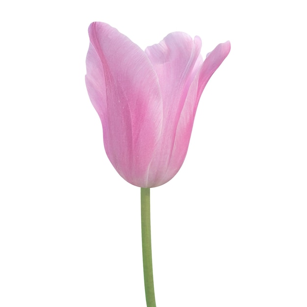 Fundo transparente de tulipa rosa em arquivo psd