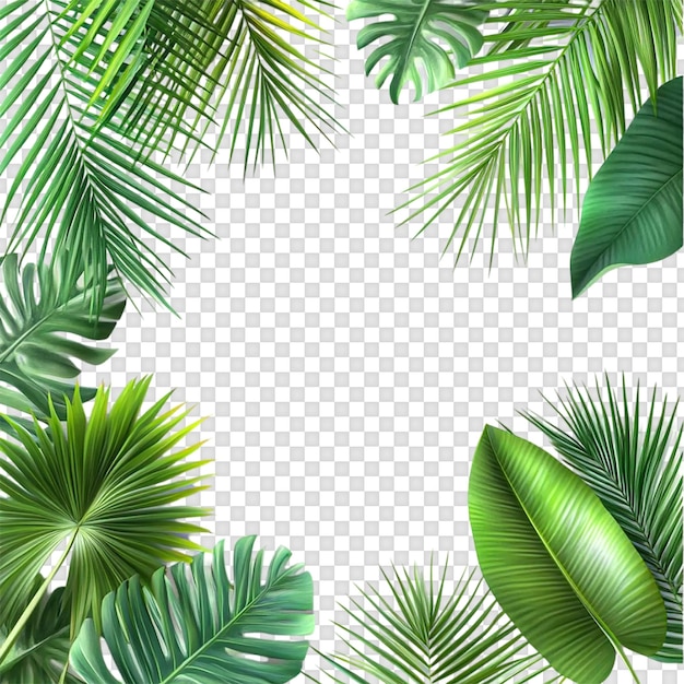 Fundo tropical verde com folhas de monstera e folhas de palmeira planas isoladas em Bac Transparente