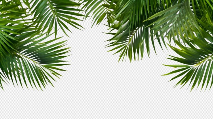 fundo tropical