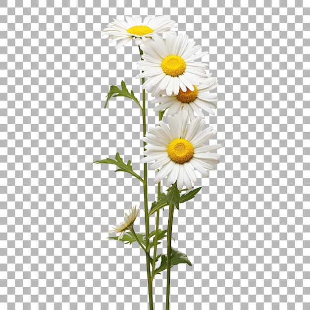 Gänseblümchen auf durchsichtigem Hintergrund