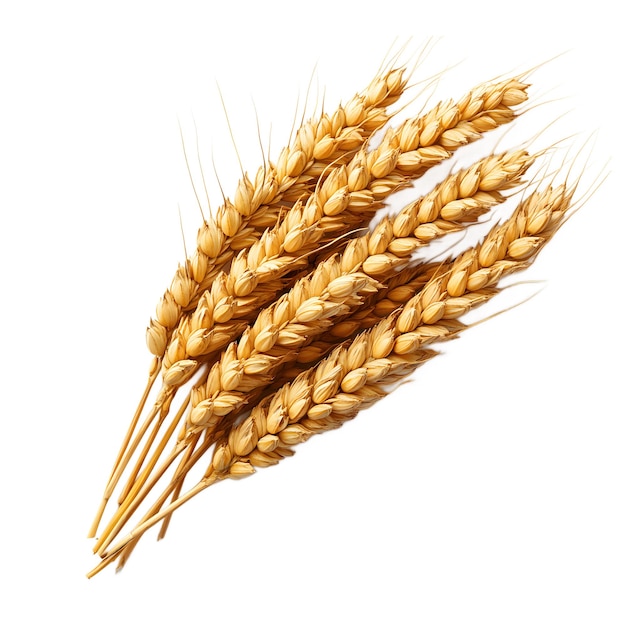 Une gaine d'or de blé