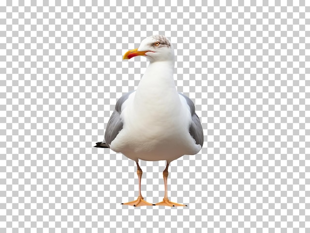 PSD gaivota isolada em fundo transparente png psd