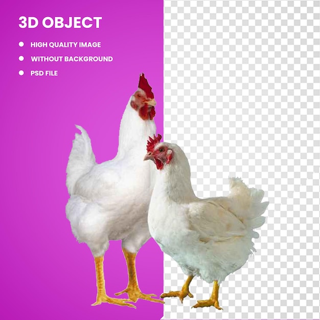 Galinhas de corte 3d