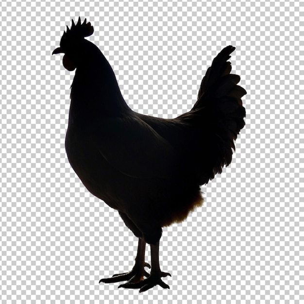 PSD el gallo negro es una imagen realista de vista lateral.