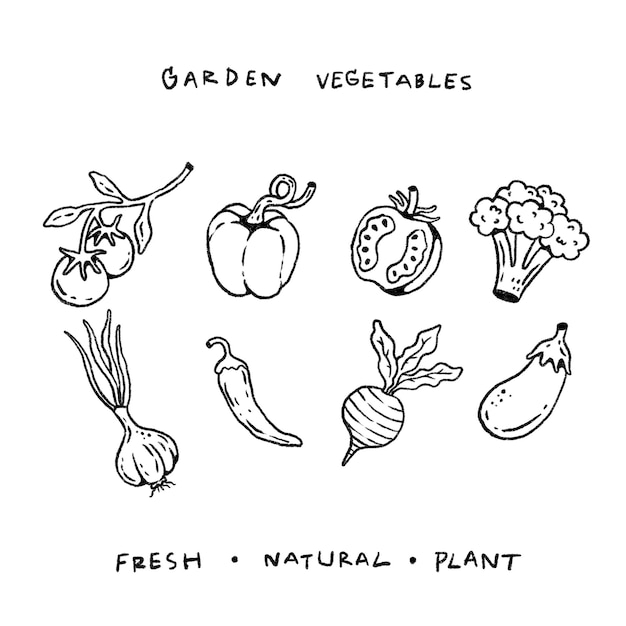 Garden Vegetables Illustration