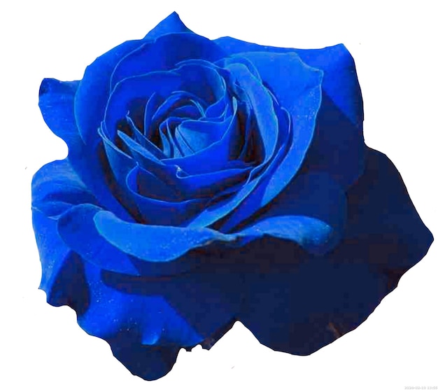 PSD gartenrosen blaue rose blütenblätter schwarze rose rose blaue weiße blume png