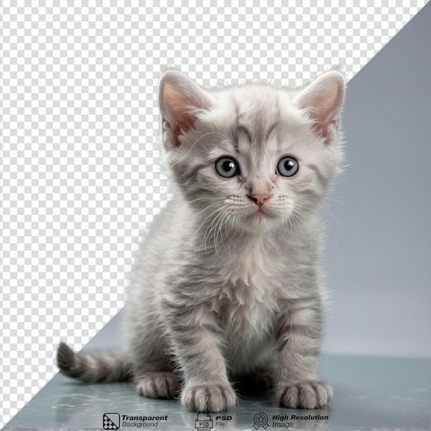 gatinho escocês prateado isolado em fundo transparente