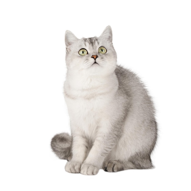 gatinho fofo isolado