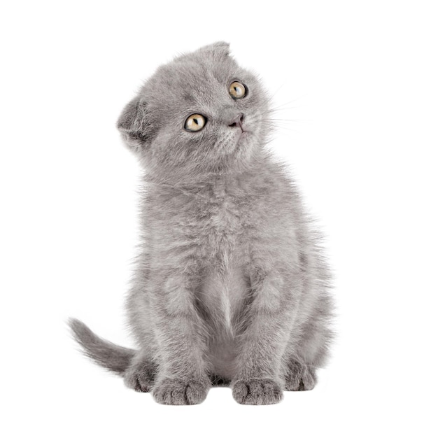 gatinho fofo isolado