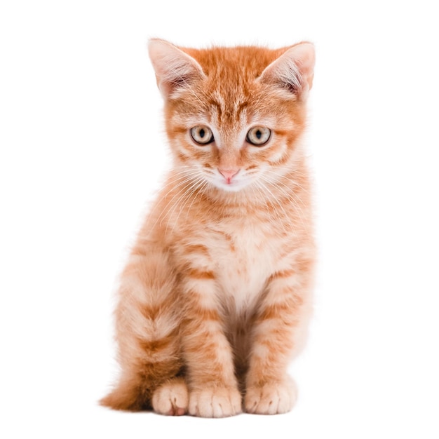 Gatinho vermelho bonito isolado em fundo branco