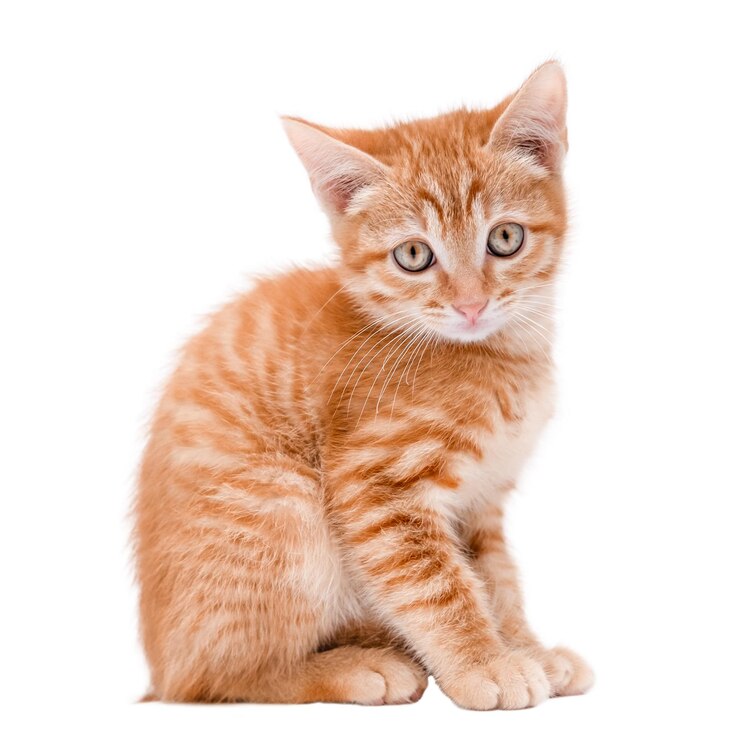Gatinho vermelho bonito isolado em fundo branco