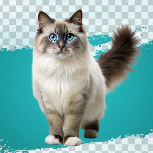 PSD el gatito lindo mirando fijamente el pelaje esponjoso la curiosidad juguetona los ojos azules encantadores