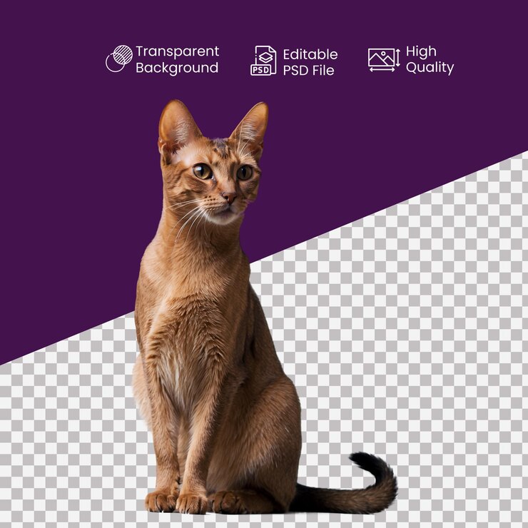 PSD un gato abisinio en un fondo transparente