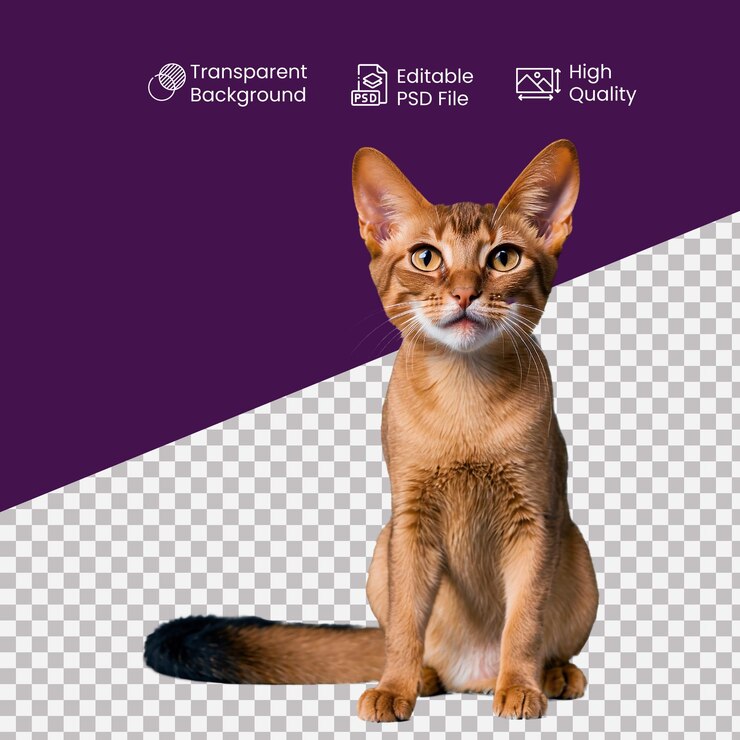 PSD un gato abisinio en un fondo transparente