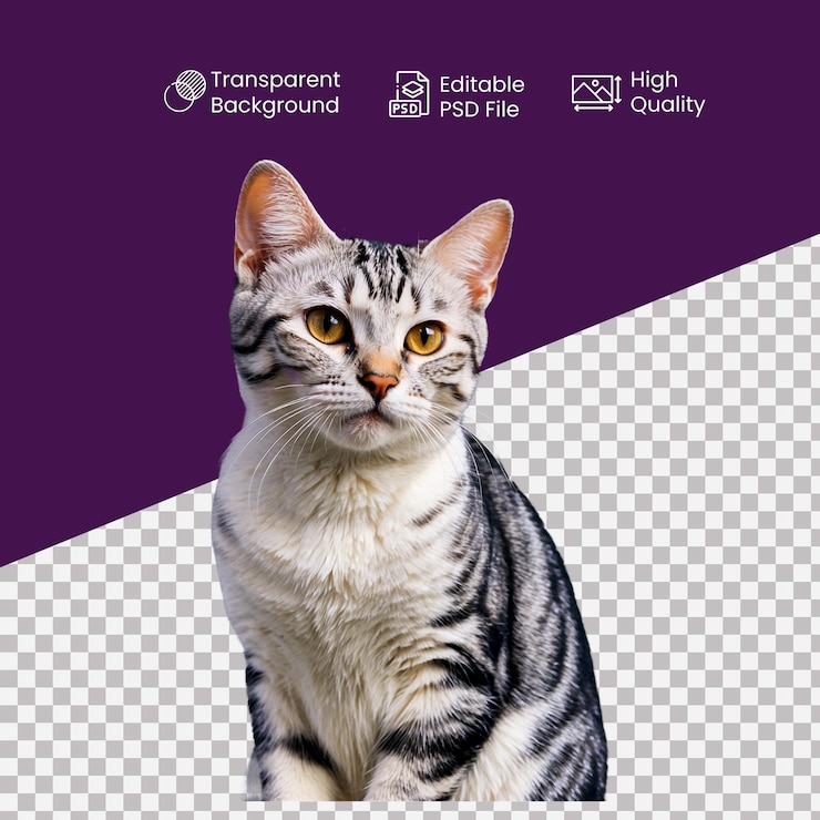 PSD un gato americano de pelo corto en el fondo transparente