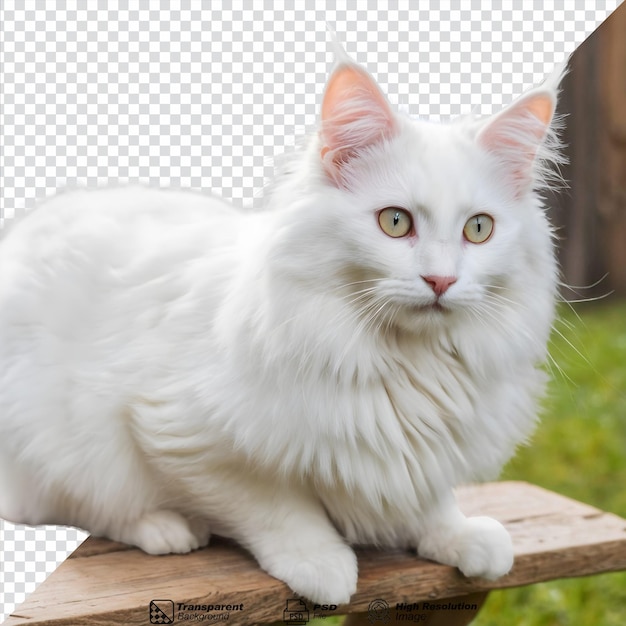 PSD gato de angora turco con pelaje blanco sentado en una tabla en el patio aislado