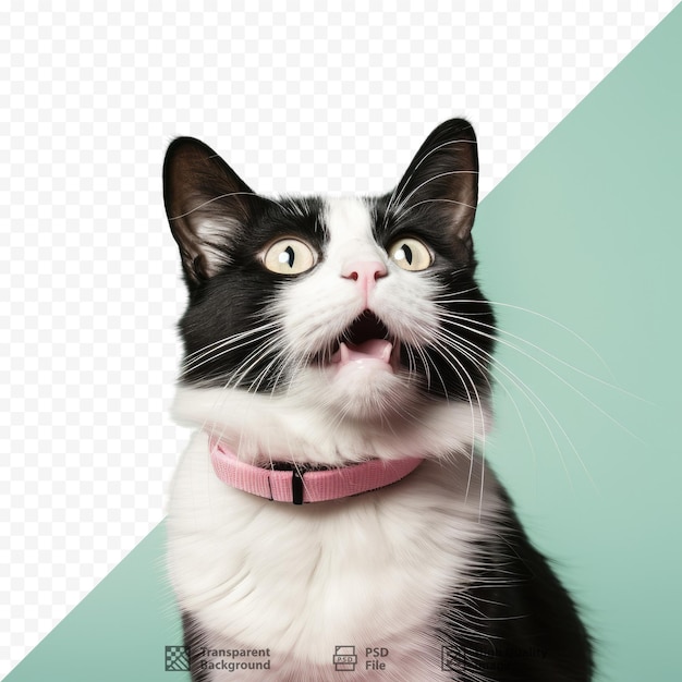 Un gato blanco y negro con un collar rosa y un collar rosado.