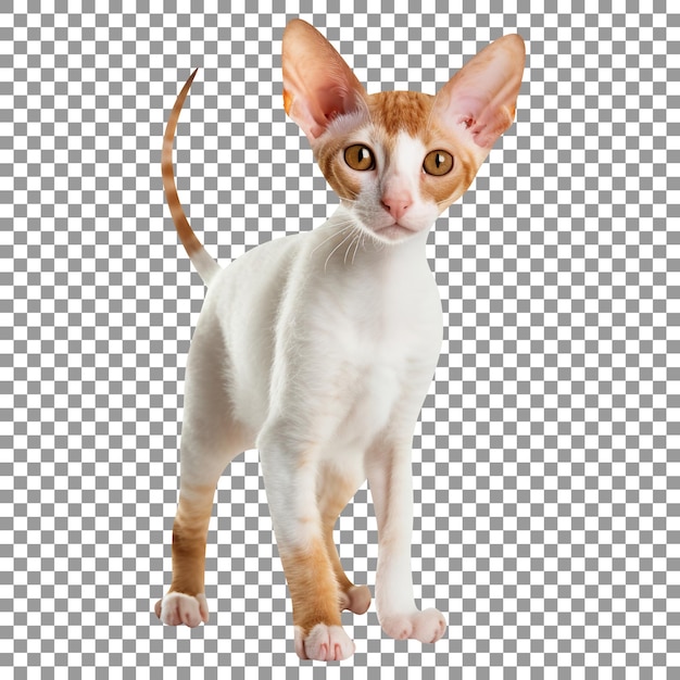 Gato bonito da raça Cornish rex isolado em fundo transparente