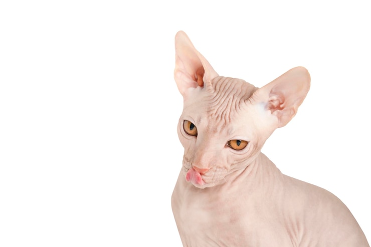 PSD gato cinza isolado
