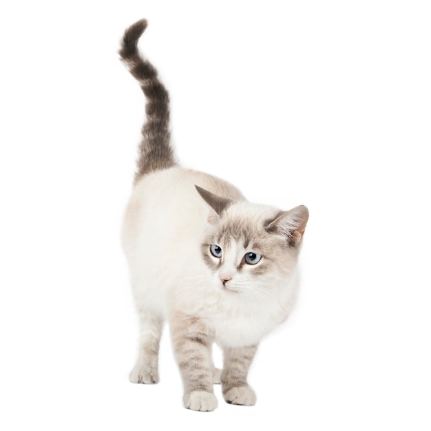 Gato cinza isolado