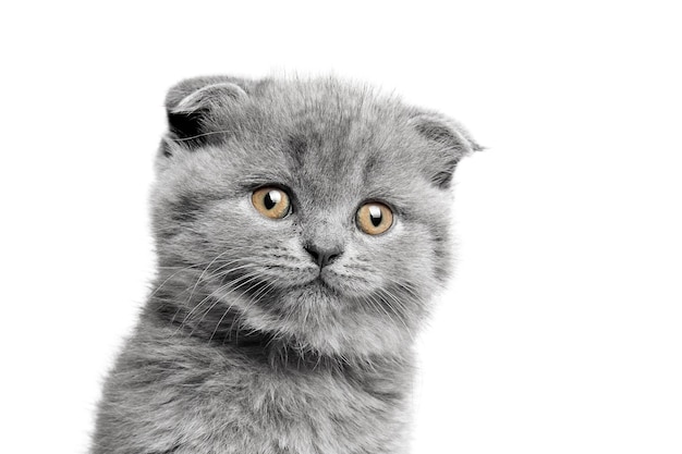 gato cinzento com olhos bonitos em um fundo branco